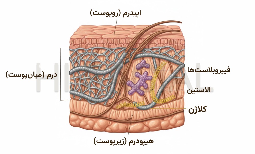 فیشیال چه فوایدی دارد؟